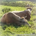 Amores De Asturias Апартаменты *
