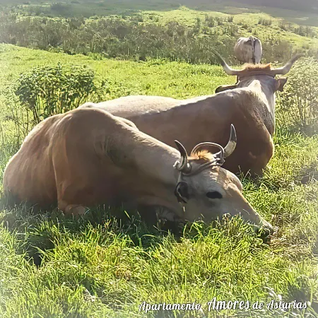 Amores De Asturias Διαμέρισμα *